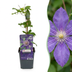 6x Clematis Multi Blue - Waldrebe Multi Blue - Blau - Kletterpflanze - Ø9cm - ↕35cm Bild 1