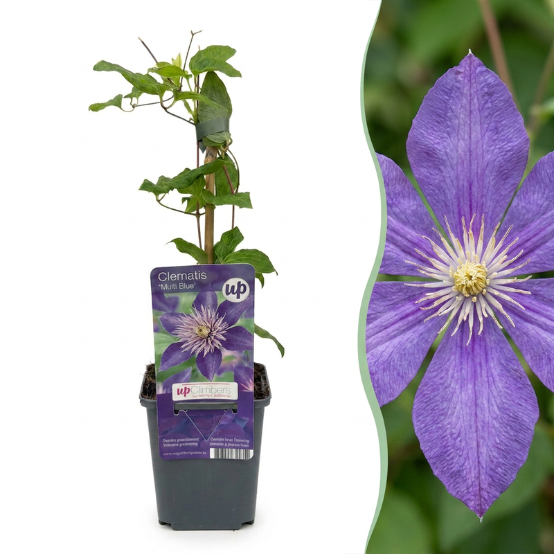 6x Clematis Multi Blue - Waldrebe Multi Blue - Blau - Kletterpflanze - Ø9cm - ↕35cm