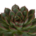Echeveria-Mix: 3 Sukkulenten im Terrakottatopf (10,5 cm) Bild 3