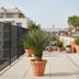 Yucca Rostrata, 130-150 cm, Ø50: Exotische Eleganz für Ihr Zuhause Bild 3