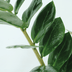 2x Zamioculcas Zamiifolia Smaragdpalme 50cm Ø14 Bild 4