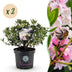 Dwarf Rhododendron Bloombux Light Pink, 2 plants in 23cm pot Bild 1