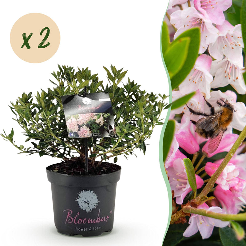 Dwarf Rhododendron Bloombux Light Pink, 2 plants in 23cm pot