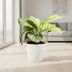 Calathea Orbifolia im 12cm Topf, 25cm hoch Bild 3