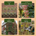 2x Parthenocissus henryana - Chinesischer Wilder Wein - Grün Bild 6