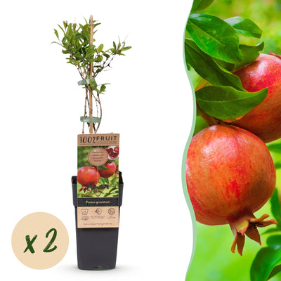 Green boutiQ - Granatapfelbäume - Punica granatum - Pomegranate - Hardy - Rot-Orange Früchte - 2 Plants - Topf 15cm - Höhe 50cm