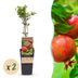 Green boutiQ - Granatapfelbäume - Punica granatum - Pomegranate - Hardy - Rot-Orange Früchte - 2 Plants - Topf 15cm - Höhe 50cm Bild 1