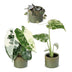 3x Baby Variegata Mix - Tropische Raritäten, Ø6cm Bild 2