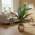 Aspidistra Elatior P13 - Ø13cm - ↕50cm Bild 3