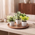 3x Epipremnum Tricolour Trio: Gelb-Grün-Creme, inkl. weißem Topf Bild 3