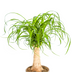 Beaucarnea Recurvata Elefantenfuß Stamm Ø17cm, 40-60cm Bild 3