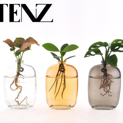 Zimmerpflanzen Mix im Glas: Deko-Set für Ihr Zuhause (3er)