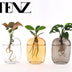 Zimmerpflanzen Mix im Glas: Deko-Set für Ihr Zuhause (3er) Bild 2