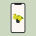 Philodendron Lime (Ø12cm, ↕20cm) - Easy-Care Houseplant Bild 5