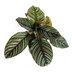 Calathea Ornata Sanderiana im 17cm Topf - Dekorativ mit pinken Streifen Bild 3