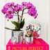 Disco Plant Set: Violet Orchid & Succulent with Pot Bild 5