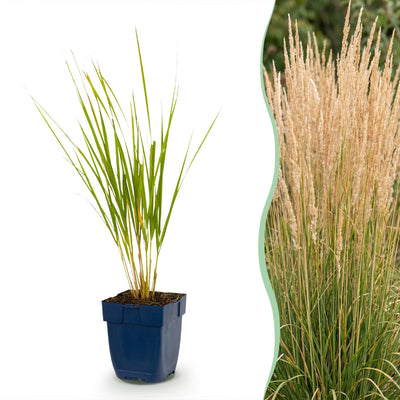 Green boutiQ - Gräser - Calamagrostis Karl Foerster - Schilfrohr - Mit Blüte - Grün - 12 Pflanzen - Topf 11cm - Höhe 15-25cm