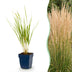 Green boutiQ - Gräser - Calamagrostis Karl Foerster - Schilfrohr - Mit Blüte - Grün - 12 Pflanzen - Topf 11cm - Höhe 15-25cm Bild 1