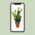 ZZ-Pflanze Zamioculcas - Ø21cm - ↕100cm Bild 5