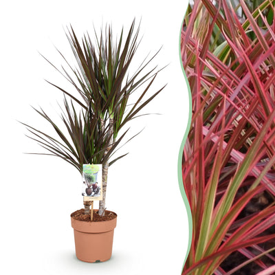 Dracaena Magenta Zimmerpflanze – Wenig Pflege, Rote/Lila Stängel, Topf 17cm