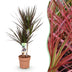 Dracaena Magenta Zimmerpflanze – Wenig Pflege, Rote/Lila Stängel, Topf 17cm Bild 1