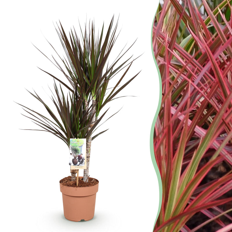 Dracaena Magenta Zimmerpflanze – Wenig Pflege, Rote/Lila Stängel, Topf 17cm