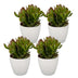 4x Crassula Ovata - Geldbaum - Grün - Sukkulente/Kaktus - incl. witte pot - Ø12cm Bild 2