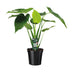 Alocasia Cucullata Elefantenohr 55cm Ø19cm Tropenpflanze für Ihr Zuhause Bild 1