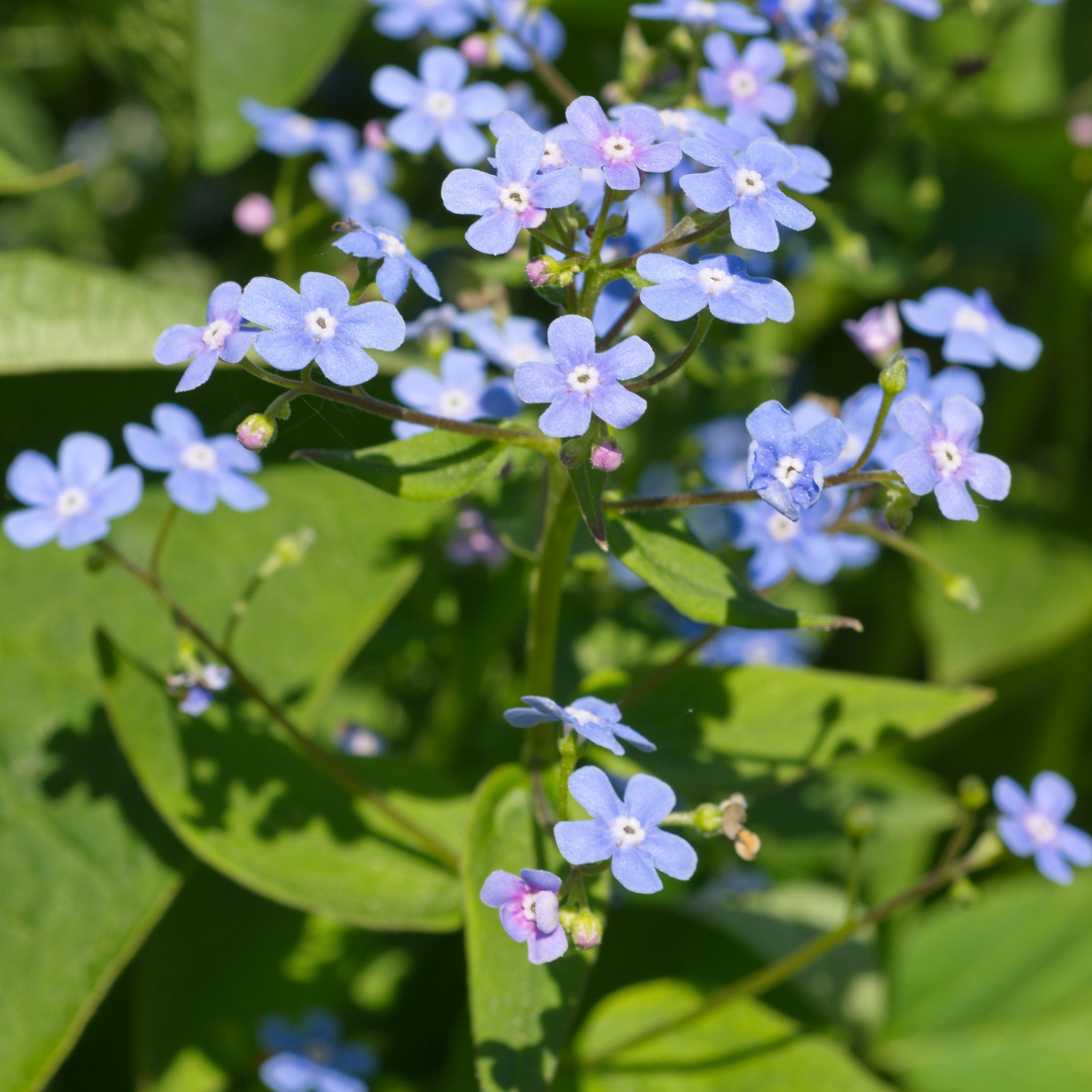 12x Brunnera macrophylla Herzblatt 'Kaukasisches Vergissmeinnicht'