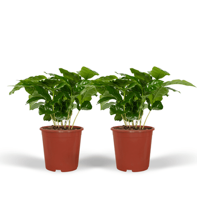 Kaffeepflanze Coffea Arabica, 2 Stück, Ø12cm, H25cm