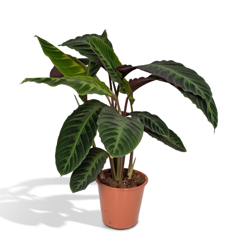 Calathea Warscewiczii Pfauenpflanze: Samtige Blätter, Ø19cm, 70cm hoch