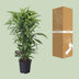 Dracaena Fragrans Lemon Lime Vertakt - 120cm Bild 4