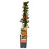Pyracantha 'Soleil d'Or' - Ornamental shrub with golden berries, 65cm Bild 1