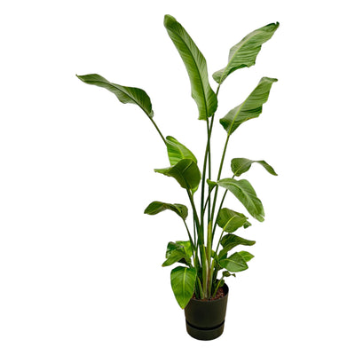 Strelitzia Nicolai mit Elho Topf, 180cm, Weißer Paradiesvogel