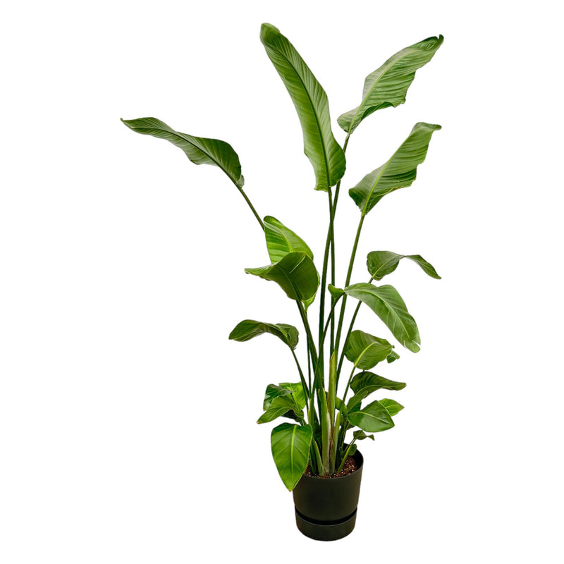 Strelitzia Nicolai mit Elho Topf, 180cm, Weißer Paradiesvogel