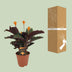 Calathea Crocata - Decorative Houseplant in a 14cm Pot Bild 4