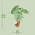 Philodendron Sodiroi - Ø15cm - ↕45cm Bild 2