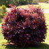 Cotinus coggygria Lilla: Purple blooms & purplish-red foliage, easy to care for Bild 6