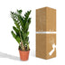 Zamioculcas Zamiifolia (ZZ Plant) - Ø17cm, ↕70cm Bild 6