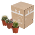 Cactus Mix 8.5 cm: 3 globular cacti, colorful variety Bild 5