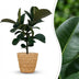 Gummibaum Ficus Elastica Cloe im Korb, pflegeleicht, 65cm Bild 1