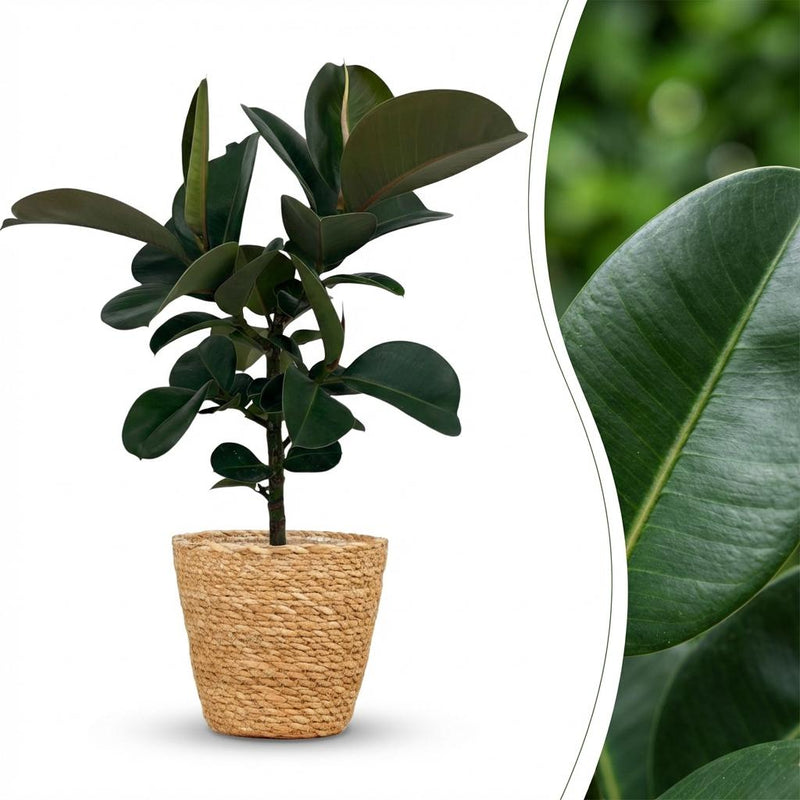 Gummibaum Ficus Elastica Cloe im Korb, pflegeleicht, 65cm