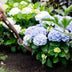 Hortensie 'Forever & Ever' Blau: 2 Pflanzen im 23cm Topf, 55cm hoch Bild 7