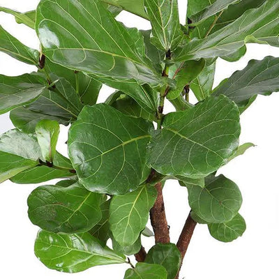 Ficus Lyrata Geigenfeige 130cm im Ø27cm Topf