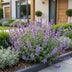 Green boutiQ - Perennial - Nepeta faassenii Walker's Low - Catnip - Bee and Butterfly Attractors - Blue - 24 Plants - Pot 11cm - Height 15-25cm Bild 5