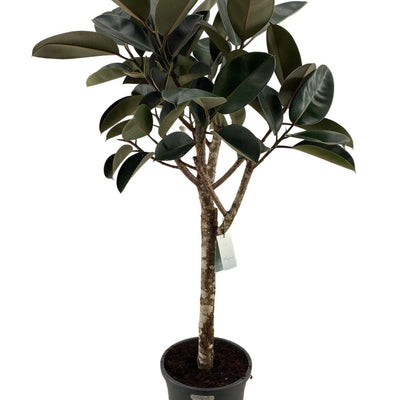Ficus Elastica Burgundy (Gummibaum) - 180 cm