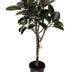 Ficus Elastica Burgundy (Gummibaum) - 180 cm Bild 1