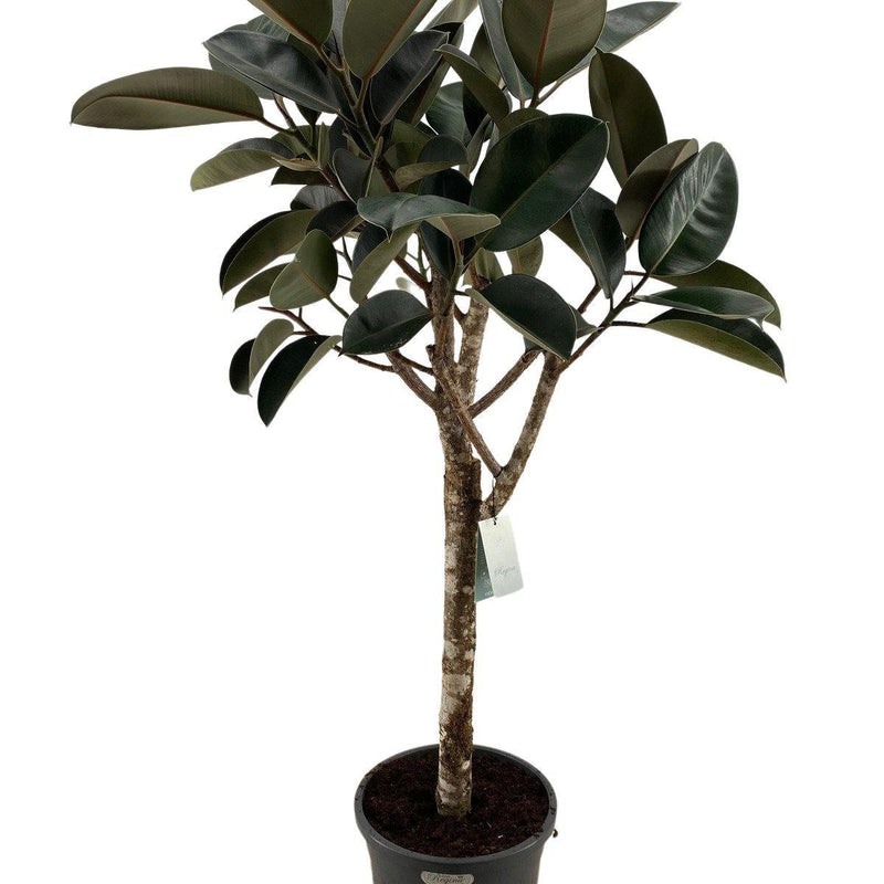 Ficus Elastica Burgundy (Gummibaum) - 180 cm