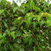 Kiwiberry 'Weiki' (male) – Red/Purple Fruits, 15cm pot Bild 4