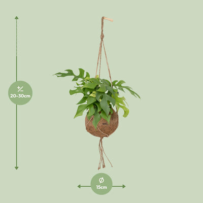Monstera Minima Kokodama - Pflegeleichte Zimmerpflanze im Kugel-Topf